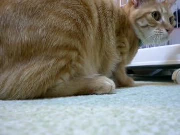 拾いねこ＠生後479/446目　アコにょん丸いなー。