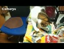 ねことハッピーター○　　～あさり♂編～