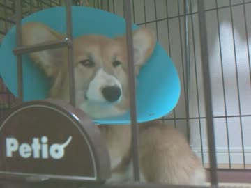 【閲覧注意】睡魔とたたかう【わんわんお】