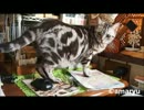 卓上をウロウロする猫　～しじみ♀編～