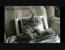 あまりの気持よさにとろけるぬこ