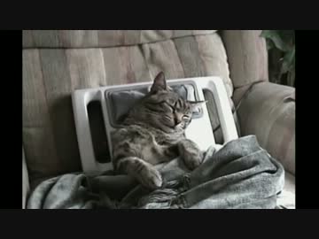 あまりの気持よさにとろけるぬこ