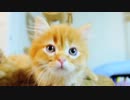 【マンチカンズ】マンチカンの子猫、目が覚めたらご飯ちょーだい