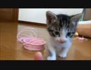 子猫ミルキーが来た翌日