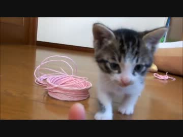 子猫ミルキーが来た翌日