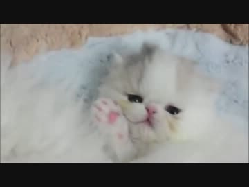 ★めちゃくちゃ可愛すぎる子ブタ猫★