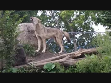 就活とゼミが嫌になったので北海道に逃避行ツーリング #3