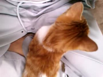 股間を必死にまさぐる猫