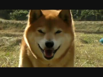 柴犬ジロー　★柴犬と柴刈りに