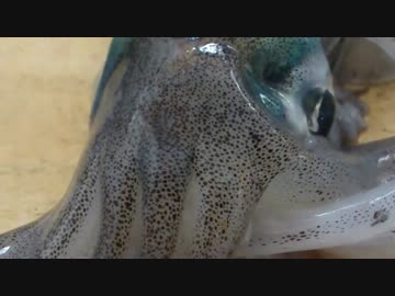 【魚釣り】お魚１００種　釣れるかな？【実況】 part 20