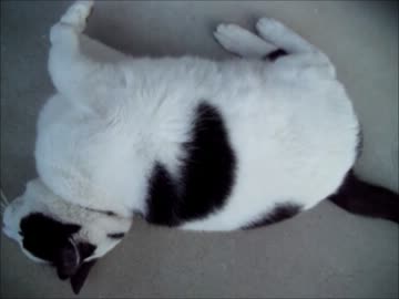 ごろん上手ぶっちゃん