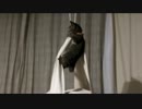 キャット・トラピーズで遊ぶ