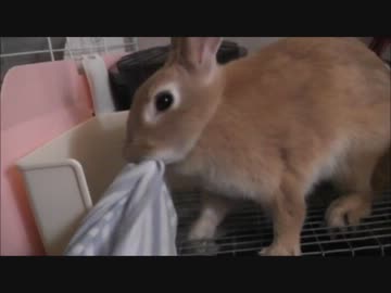 うさぎが服を返してくれない