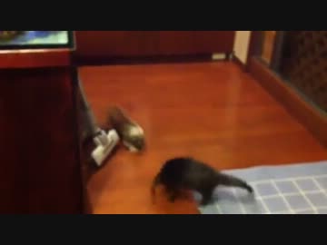 カワウソにケンカを売る淫夢くん