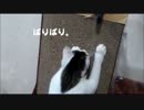 かけひろりん。2013.10.wmv