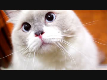 そんなめでみるなよ...