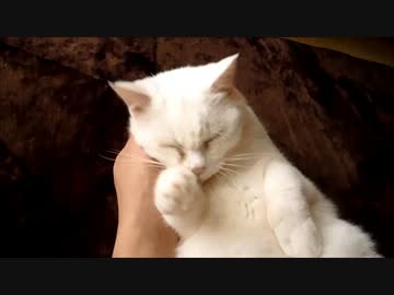 白いのをモフモフしてじゃらしてみた