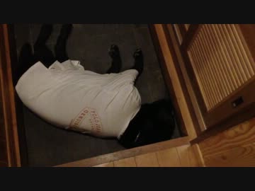 寝る犬