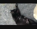 野良猫とジャれた