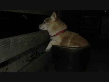 夜も鉢犬