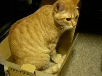 拾いねこ＠生後484/451目part1　そいつは無理ですぜアコにょんさん