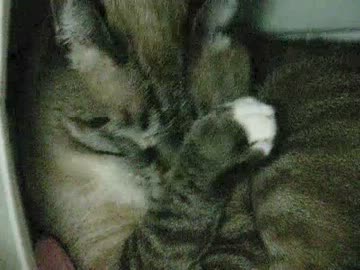 家猫になったジャンくん３度目の冬が来るね