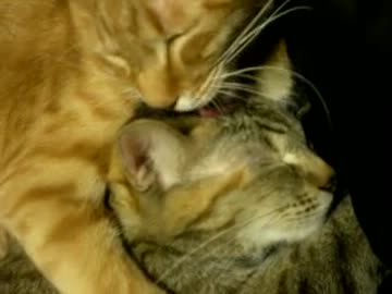 拾いねこ＠生後484/451目part2　いちゃいちゃしすぎ！