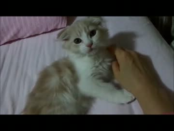 かわいすぎて仕事が手につかない(●´Д｀人´Д｀●)　vol.２