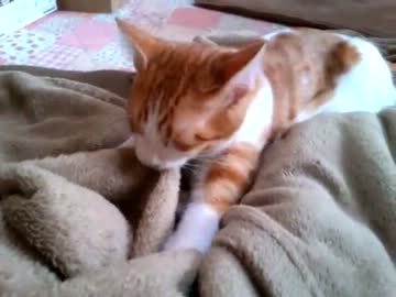 毛布をお乳代わりにする猫