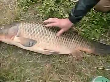 【ニコニコ巨大魚釣りダービー】　ど素人が釣り実況してみた　その１６