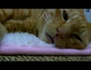 まどろむぬこ