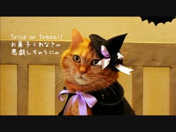 【ペット】ハロウィンに恐ろしい？魔女がやってきた【仮装】