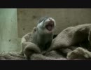 福岡市動物園：コツメカワウソ赤ちゃんの大あくび