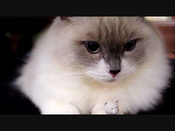 ぬこ VS ニセヌコ