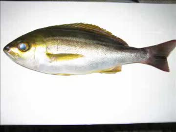 伝説の男の娘コピペ イサキはとれたの？を朗読してみた.mp4