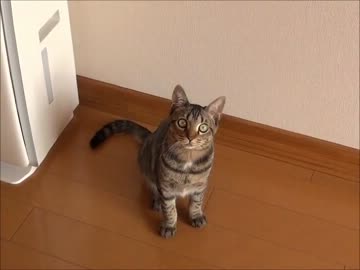 ちびすけ３　「助六」