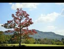 「The Wind of Life」をピアノで弾いてみた