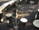 遊具の世界へ vol.44　東京都杉並区「浅間橋公園」