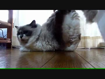 【レオ★ララ】 うんちでた～教えに来る猫