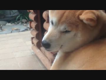 ひたすらハエを見つめる犬2