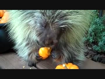 ハロウィン用？のカボチャをガツガツ(*´ω｀*)