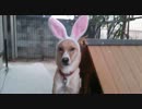 愛犬ナナと暮らしましょう（1年と207日目）～飼い主のエゴ～