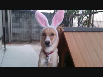 愛犬ナナと暮らしましょう（1年と207日目）～飼い主のエゴ～