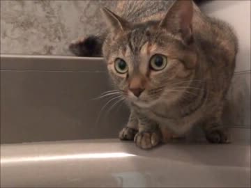 家猫日和　詰め合わせ２４