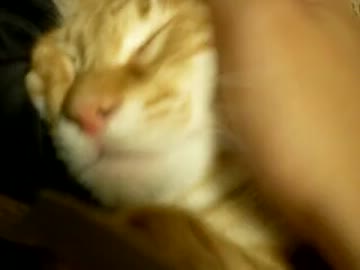 拾いねこ＠生後487/454目　アコおとなしい