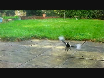 庭に来る野生動物【マグパイ編】