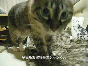 ジャンくんのお留守番はベテランの域に