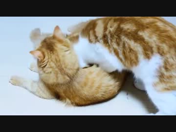 【マンチカンズ】マンチカンの子猫にまぎれてお乳を狙う大猫