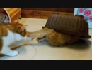 【マンチカンズ】スニーキングキャットなマンチカン子猫
