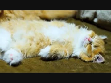 【マンチカンズ】マンチカンの子猫４匹最後の夜